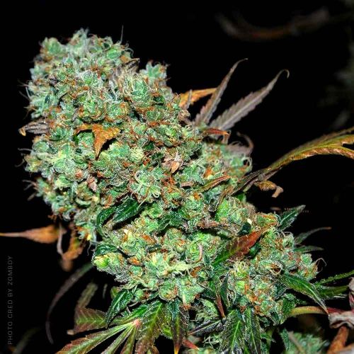 Sour Leda, semillas regulares de Karma Genetics