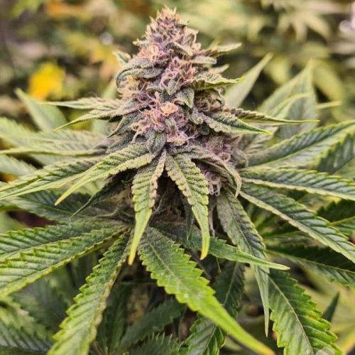 Sour Mckuntz, semillas feminizadas de Conscious Genetics