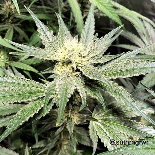 Sour Sundae, semillas feminizadas de Cannarado Genetics