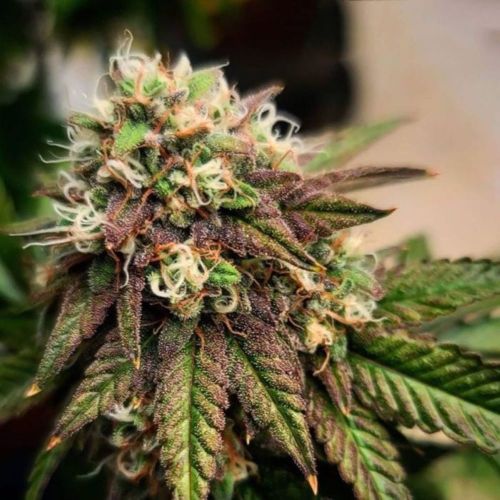 Sour ThanoZ, semillas regulares de Dark Horse Genetics