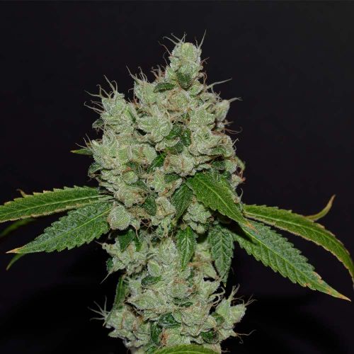 Sour Josh, semillas regulares de Karma Genetics