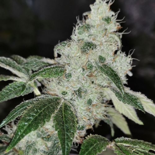 Sowah sherbert, semillas feminizadas de PhenoFinder Seeds