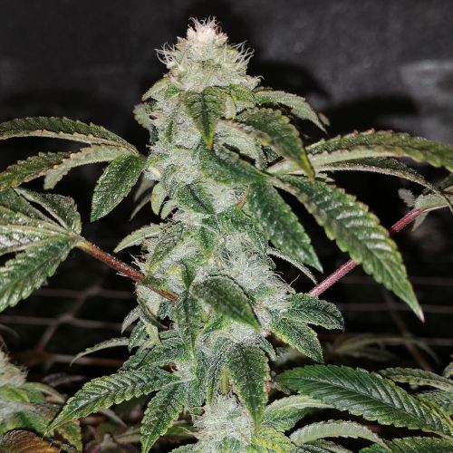 Sowah sherbert, semillas feminizadas de PhenoFinder Seeds