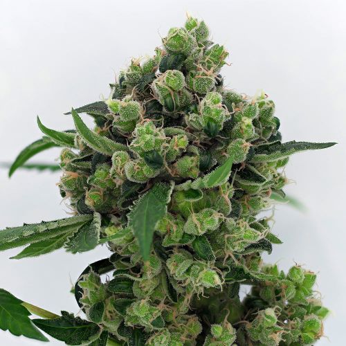 Sowah, semillas regulares de Karma Genetics