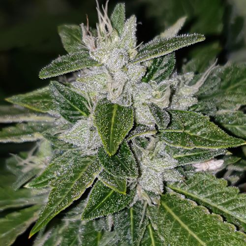 Sowah, semillas regulares de Karma Genetics