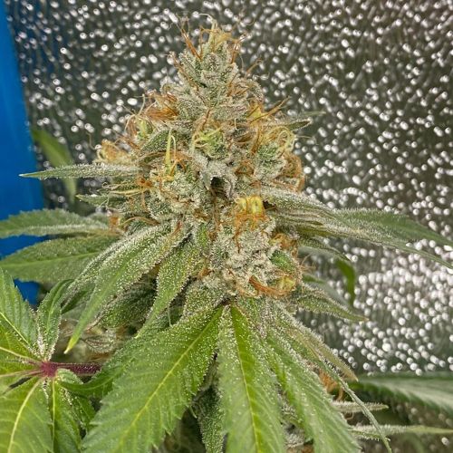 Space Ztone, semillas regulares de Dark Horse Genetics