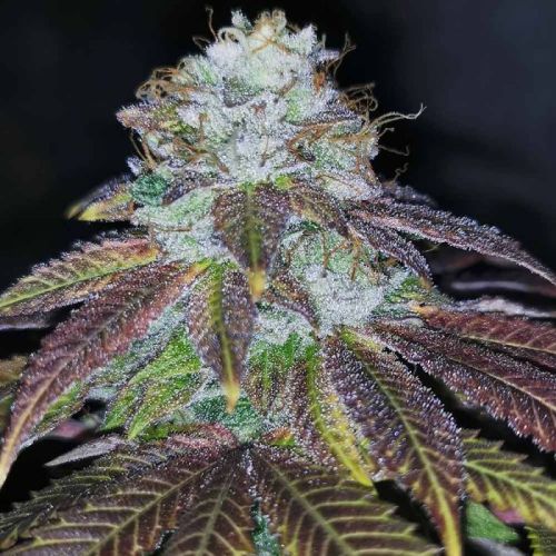 Squirterz, semillas feminizadas de Pheno Finders Seeds