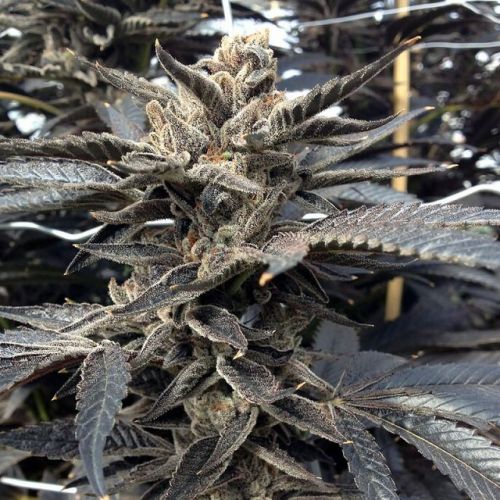 Star Killer, semillas regulares de Rare Dankness