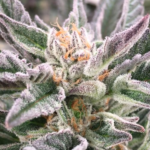 Stockton Slap, semillas regulares de Dark Horse Genetics