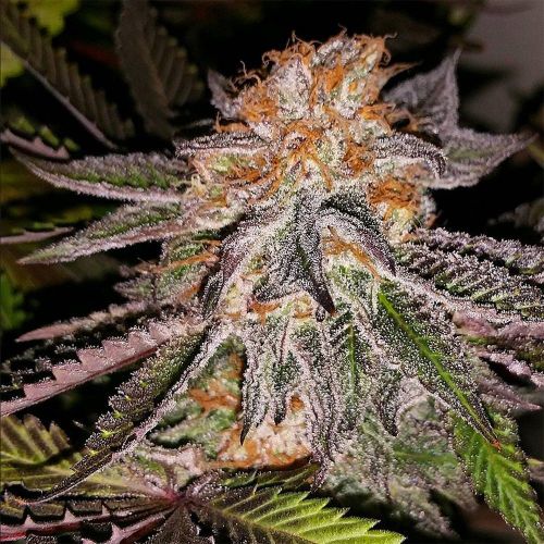 Strawberry Cookies, semillas feminizadas de Connoisseur Genetics 