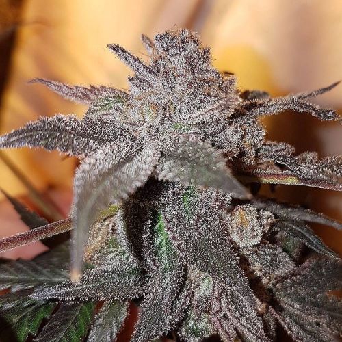 Strawberry Cookies, semillas feminizadas de Connoisseur Genetics 