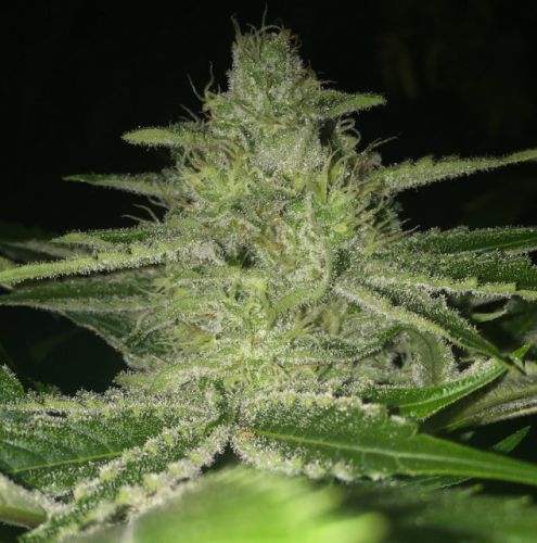 Strawnana Wifi Regular Cannabis Seeds by The Plug Seedbank - Discontinued