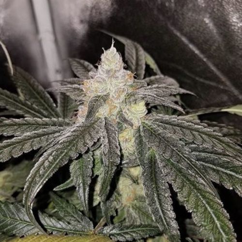 ﻿Sundae Driver BX, semillas regulares de Cannarado Genetics