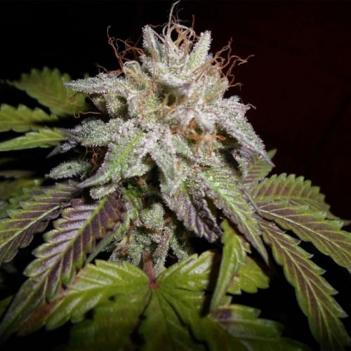 Sherbet S1, semillas feminizadas de PhenoFinder Seeds