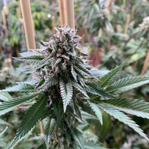 Super Petrol, semillas regulares de Mosca Seeds