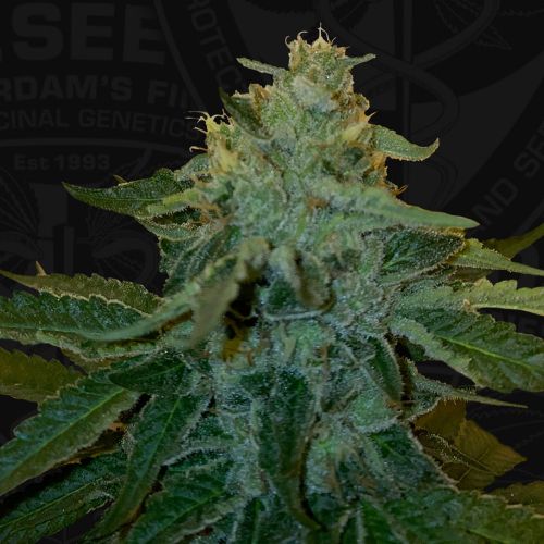 MelonSicle, semillas feminizadas de T.H.Seeds (Bastards Line)