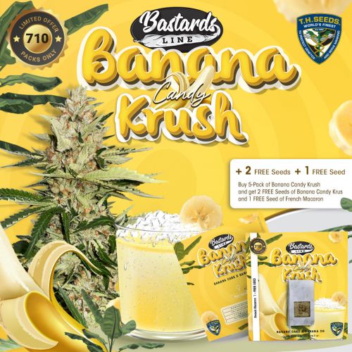 Banana Candy Krush, semillas feminizadas de T.H Seeds  (Bastards Line)