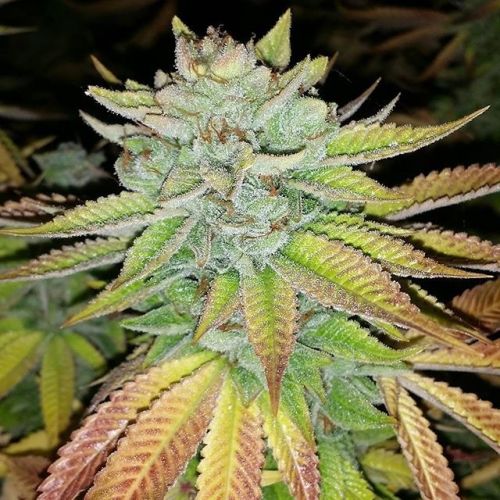 Tha Melon, semillas regulares de Karma Genetics (Terp Line)