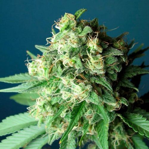 Green Crack, semillas feminizadas de The Cali Connection