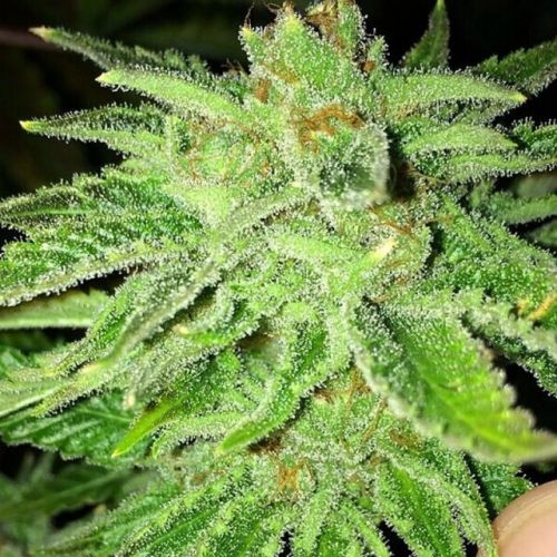 Strawberry OG, semillas feminizadas de Cali Connection