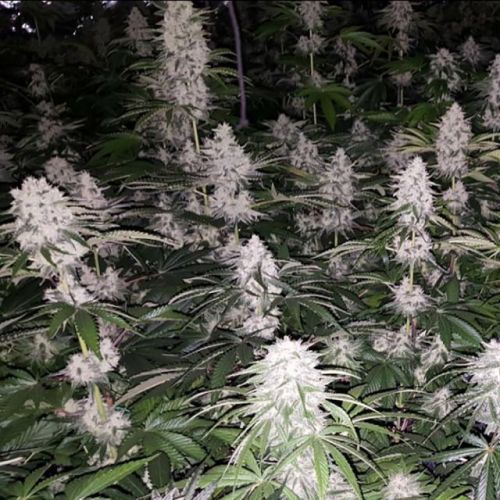 Spumoni, semillas feminizadas de The Plug Seedbank & Alien Labs