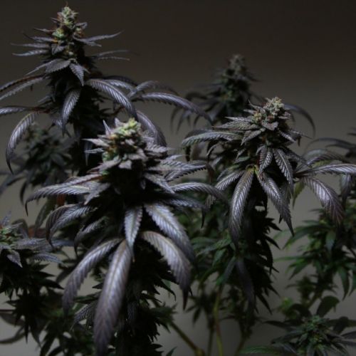 Blue Sherbert S1, semillas feminizadas de The Plug Seedbank