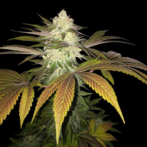 Orangesicle, semillas feminizadas de T.H.Seeds