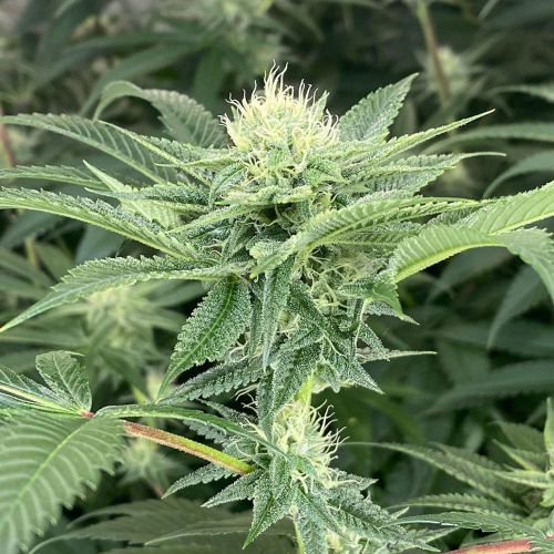 Time Ztone, semillas regulares de Dark Horse Genetics