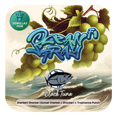 Ocean Spray F1, semillas feminizadas de Black Tuna