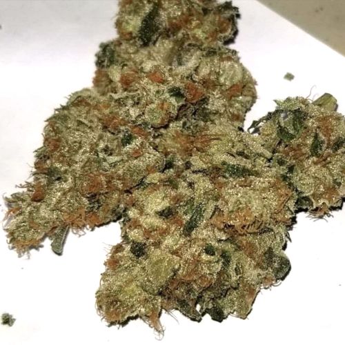 Tropicanna Kush, semillas regulares de Oni Seed Co.