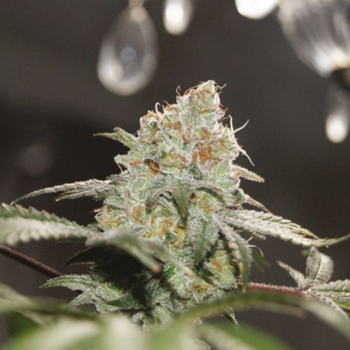 Chemonade, semillas regulares de True Canna Genetics