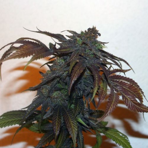 Chemonchello, semillas regulares de True Canna Genetics