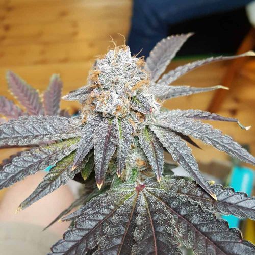 Crimson Cookies, semillas regulares de True Canna Genetics