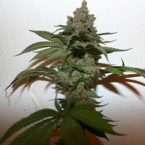 Grape Gas, semillas feminizadas de True Canna Genetics 