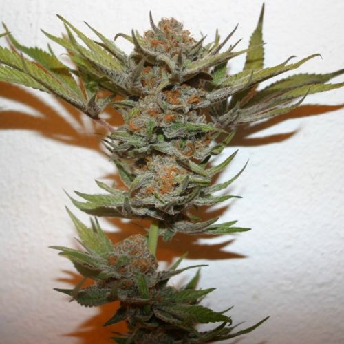 Purple Fondue, semillas feminizadas de True Canna Genetics