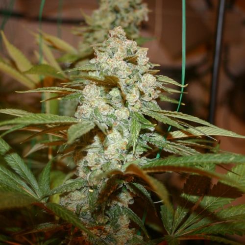 Sticky Nicky, semillas feminizadas de True Canna Genetics