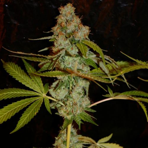 Too True Regular Cannabis Seeds by True Canna Genetics