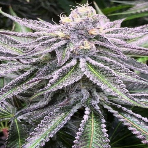 Twins, semillas feminizadas de Cannarado Genetics