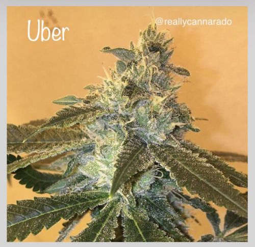 Uber, semillas feminizadas de Cannarado Genetics