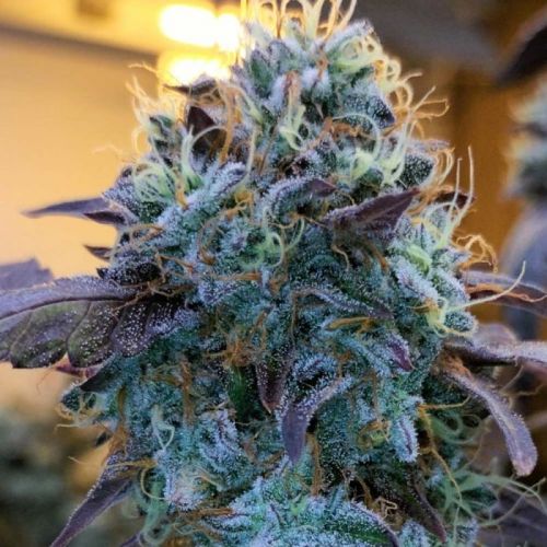 Vitamin Z, semillas feminizadas de Grounded Genetics