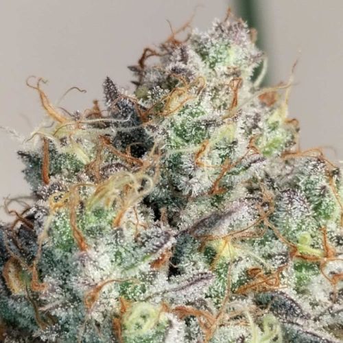 Vitamin Z, semillas feminizadas de Grounded Genetics