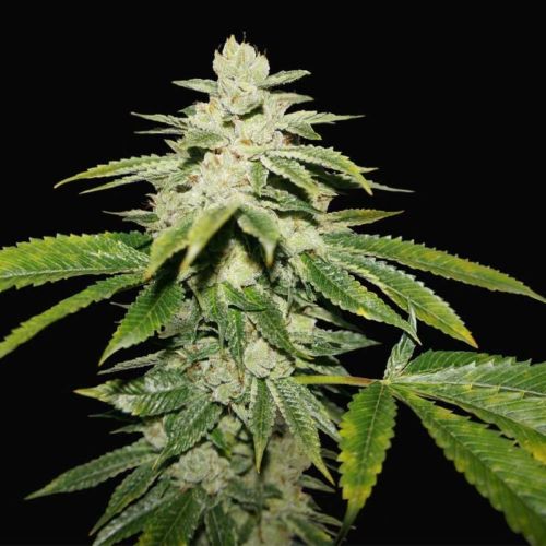 WaterMelon Ultra, semillas feminizadas de T.H.Seeds