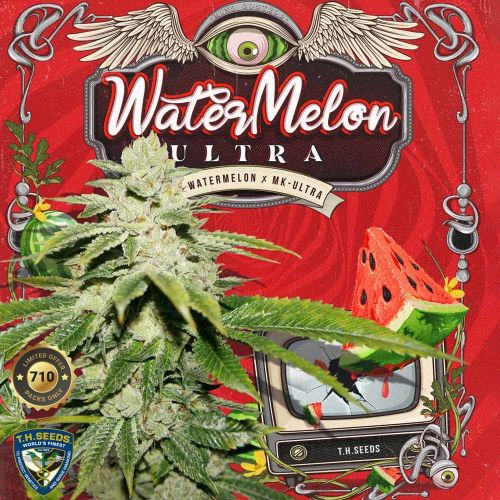 WaterMelon Ultra, semillas feminizadas de T.H.Seeds