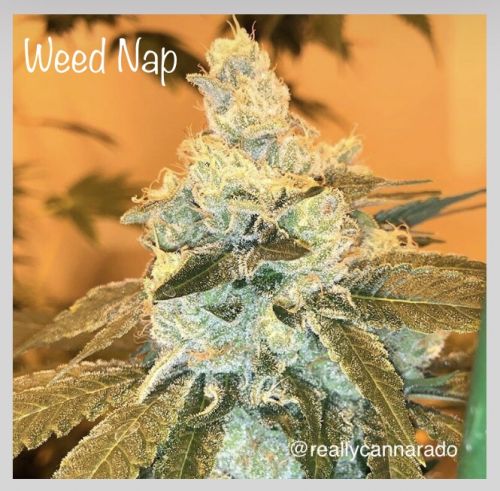 Weed Nap, semillas feminizadas de Cannarado Genetics