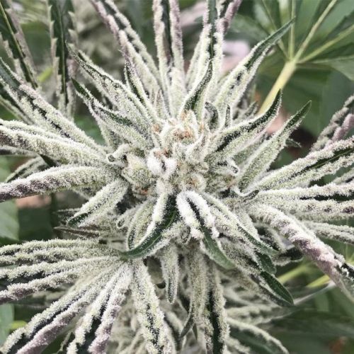 White OG S1, semillas feminizadas de Karma Genetics