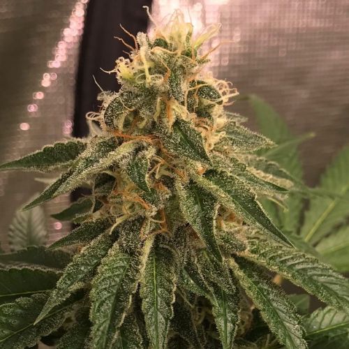 Widow Road, semillas feminizadas de Old School Genetics