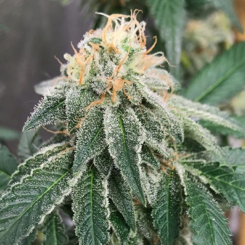 Widow Road, semillas feminizadas de Old School Genetics