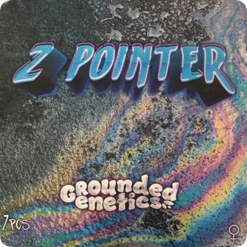 Z Pointer, semillas feminizadas de  Grounded Genetics