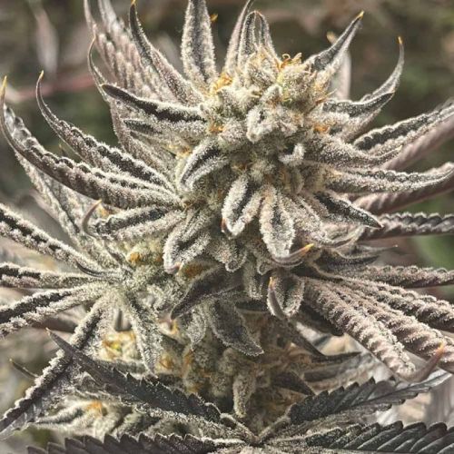 Zapplez, semillas feminizadas de Conscious Genetics