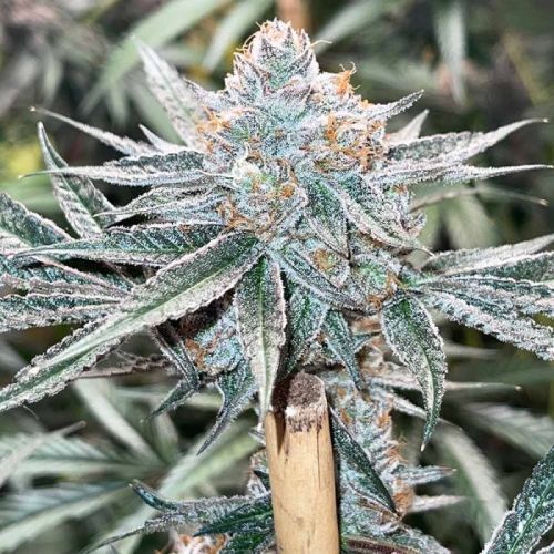 Zapplez, semillas feminizadas de Conscious Genetics